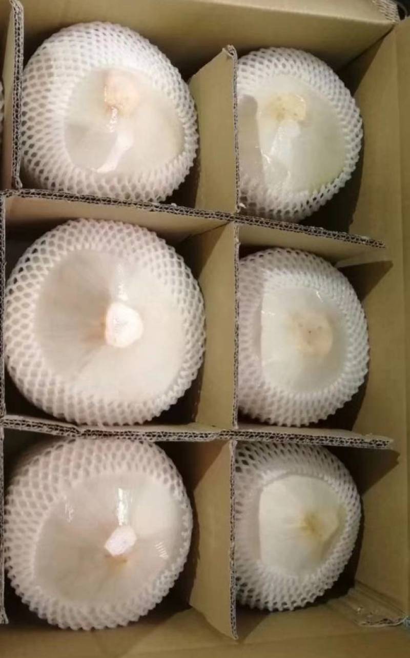 海南椰子椰青新鲜椰子削皮椰青9个装包邮一件代发（厂家发货