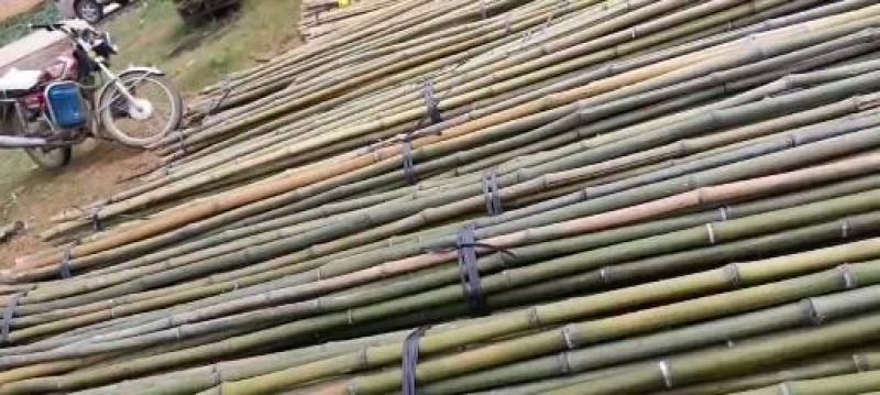 广西省贺州市富川县精品竹子大量供应，量大从优规格齐全