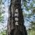 云南老树野生松皮马尾松树松皮优质松树皮兰花大花惠兰专用