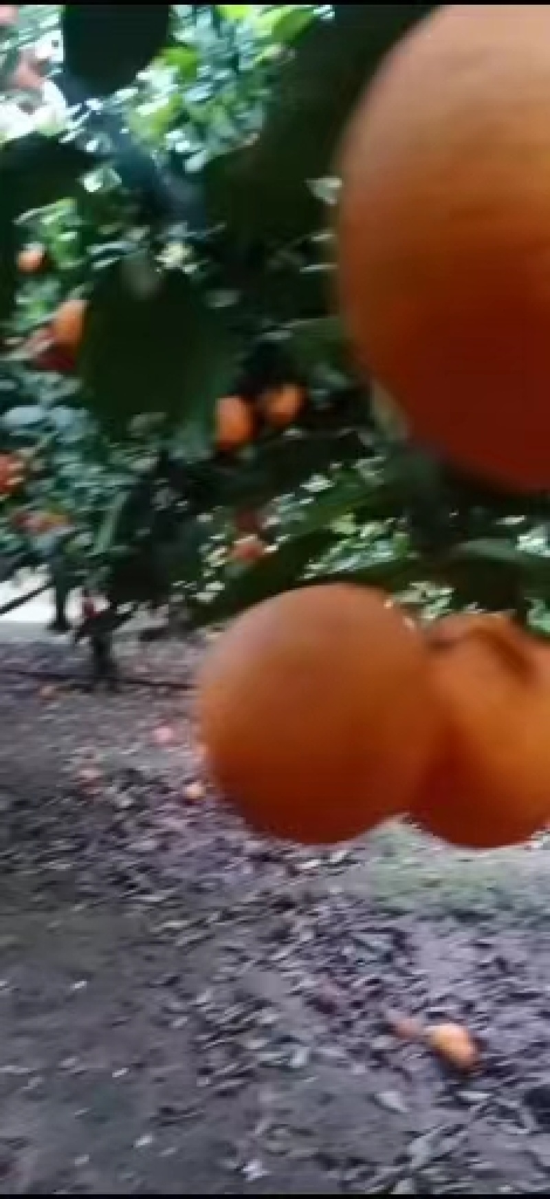 精品脐橙，一手货源，基地发货，现采现售，欢迎来电咨询