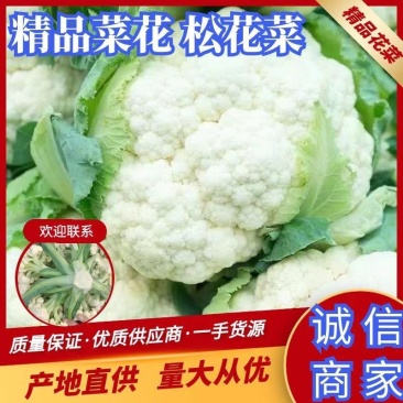 急售！菜花紧密乳白个头均匀，试合各大加工厂，市场诚信可靠