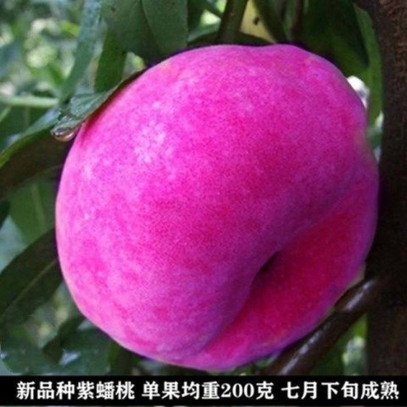 特大耐寒蟠桃树苗美国蟠树苗紫蟠桃巴西玫瑰嫁接苗当年结果