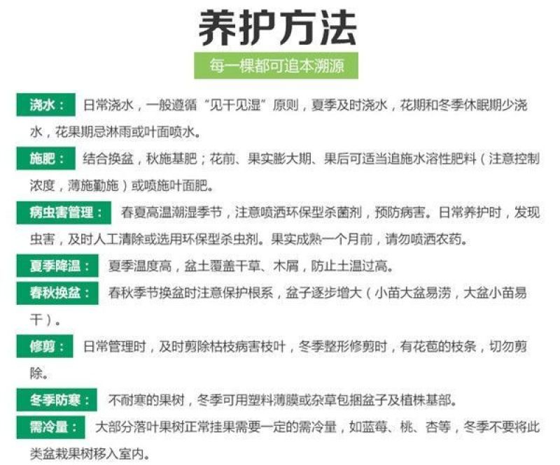 特大耐寒蟠桃树苗美国蟠树苗紫蟠桃巴西玫瑰嫁接苗当年结果