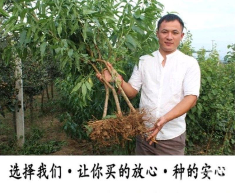 特大耐寒蟠桃树苗美国蟠树苗紫蟠桃巴西玫瑰嫁接苗当年结果
