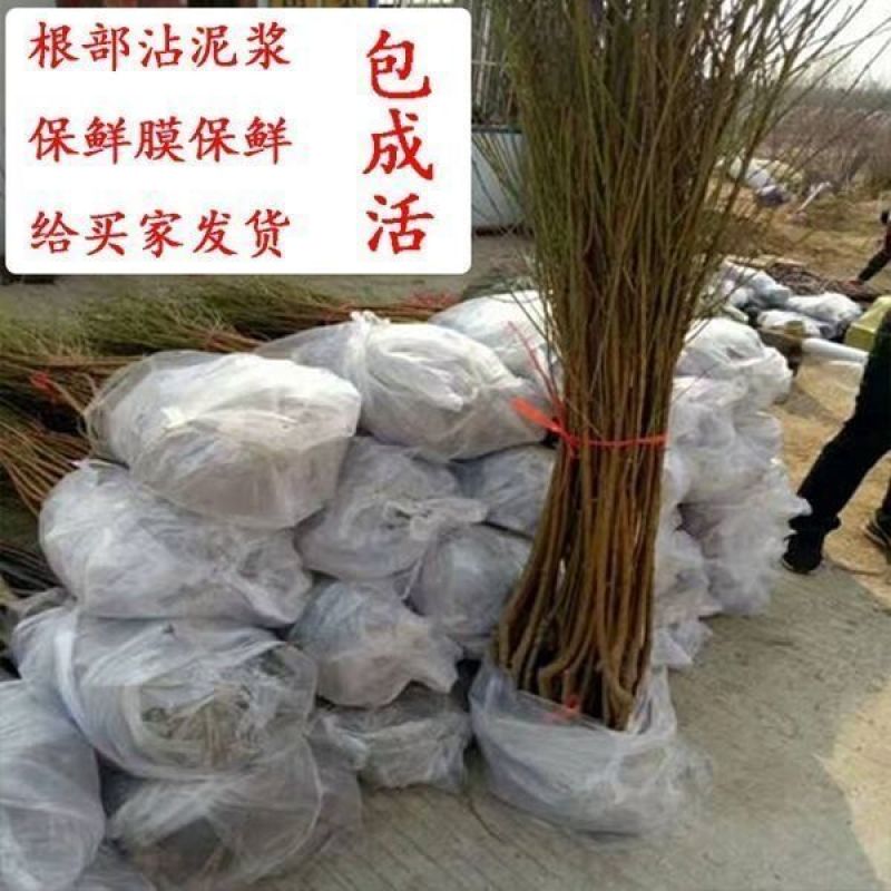 特大耐寒蟠桃树苗美国蟠树苗紫蟠桃巴西玫瑰嫁接苗当年结果