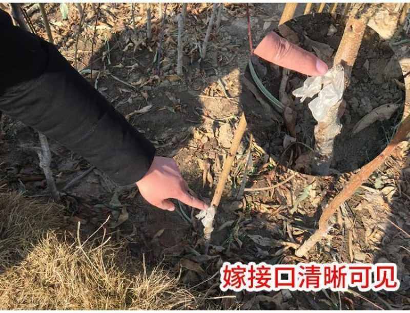 特大耐寒蟠桃树苗美国蟠树苗紫蟠桃巴西玫瑰嫁接苗当年结果