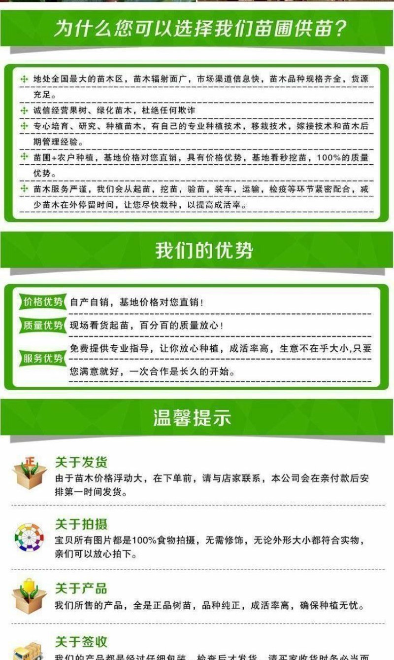 特大耐寒蟠桃树苗美国蟠树苗紫蟠桃巴西玫瑰嫁接苗当年结果
