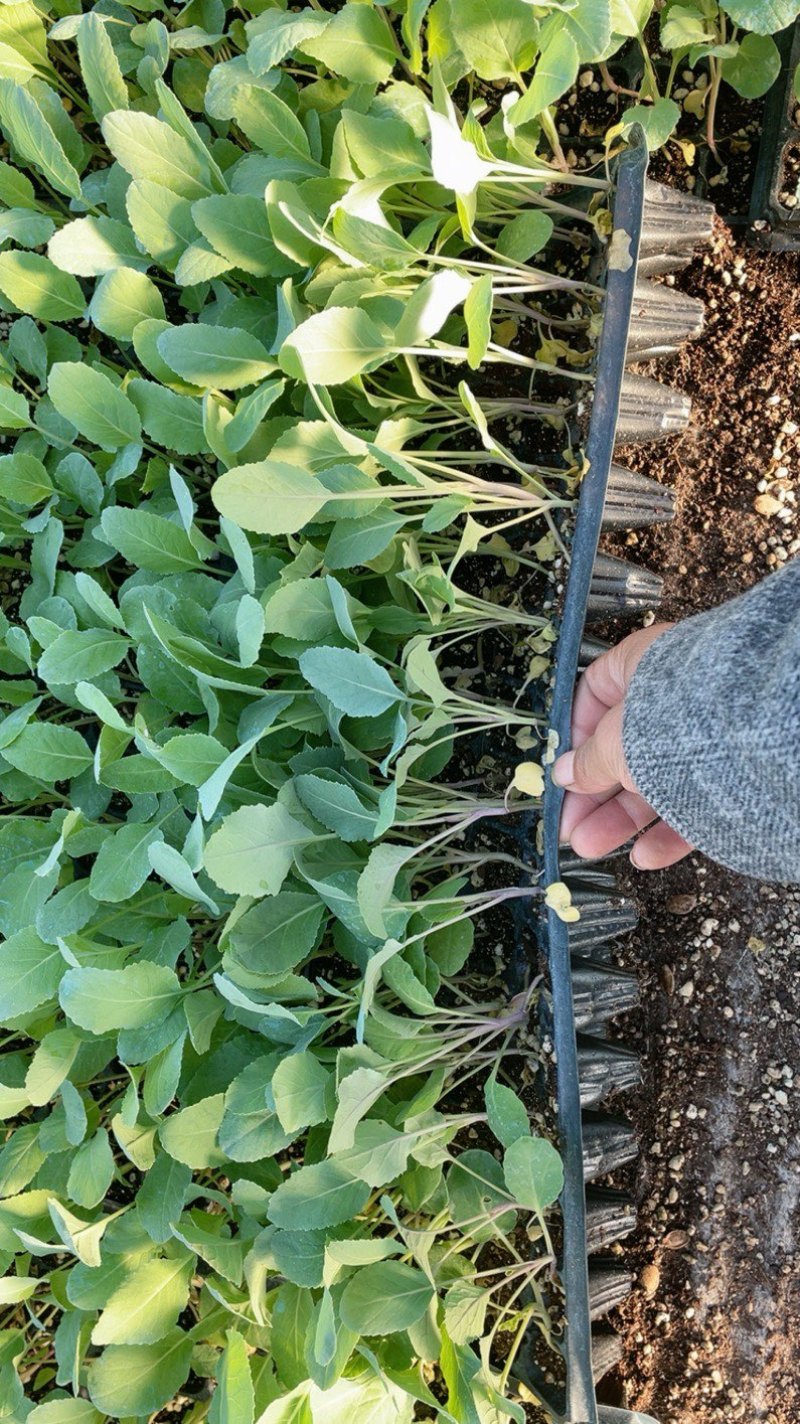 花菜苗津松85和105量大直发基地货源对接全国客商