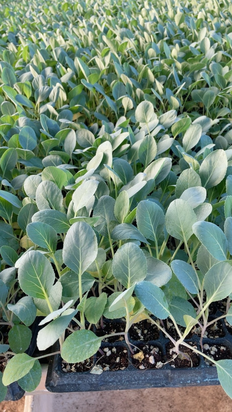 花菜苗津松85和105量大直发基地货源对接全国客商