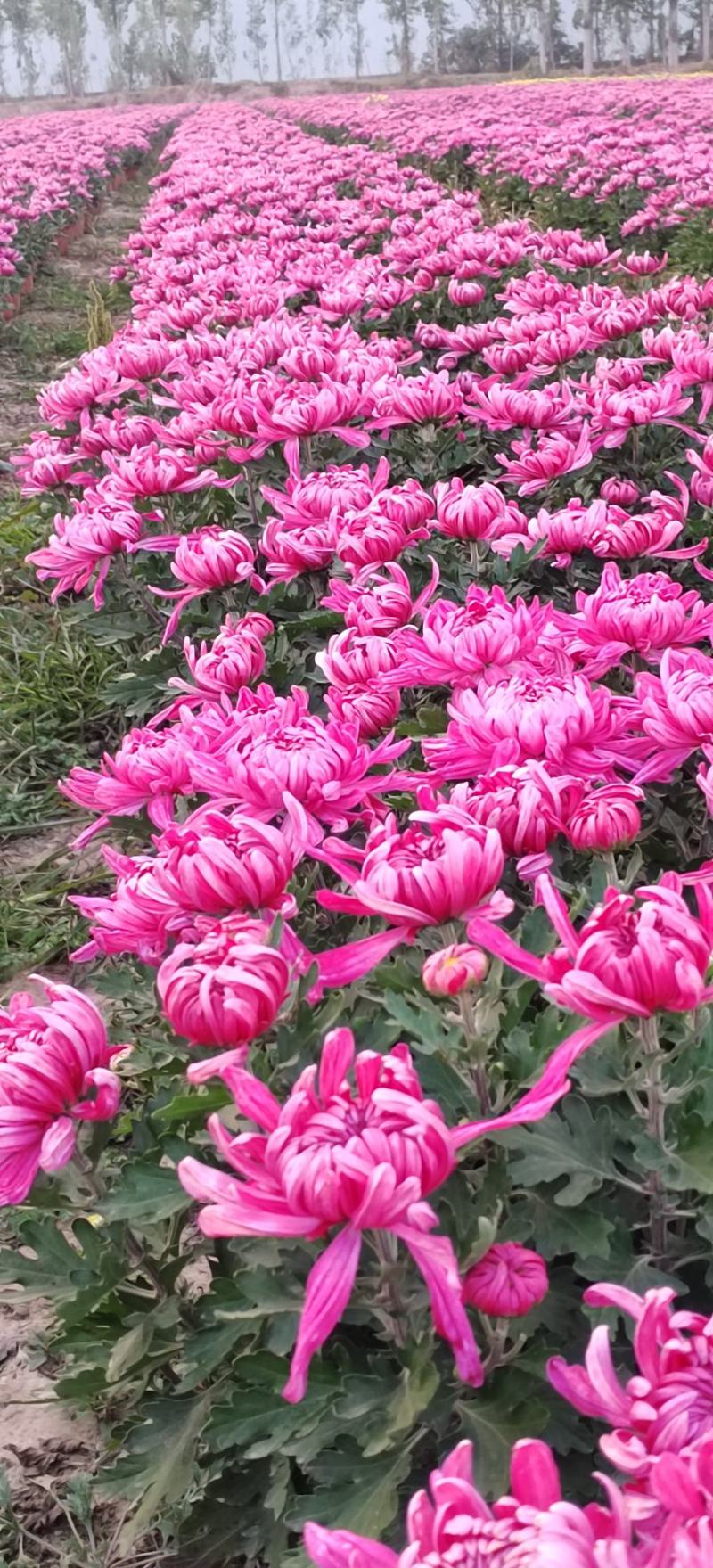 盆栽多头菊花