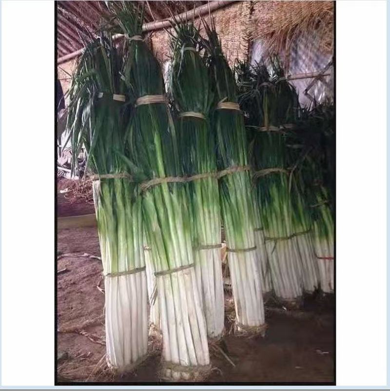 唐研二号大葱种子耐寒性强亩产2万千以上口感好商品性好