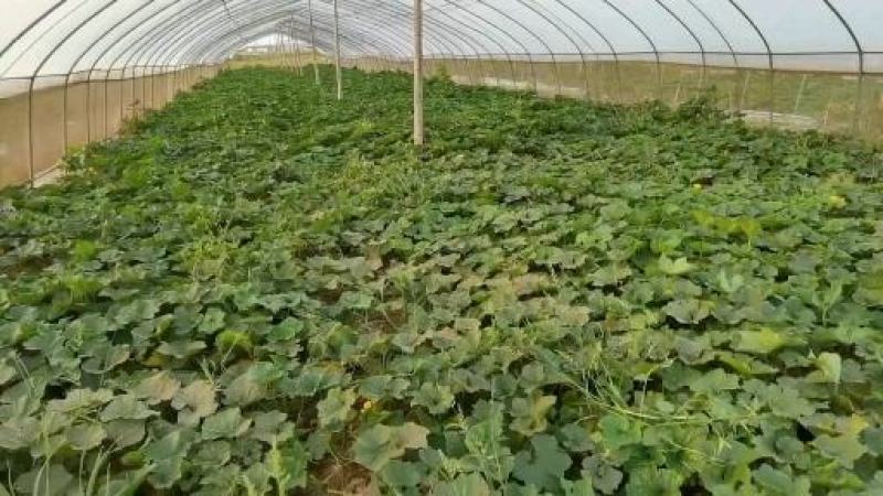 50亩大棚黑皮地冬瓜即将上市