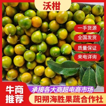 广西沃柑，一手货源，货源充足，规格齐全，可代发全国，来电