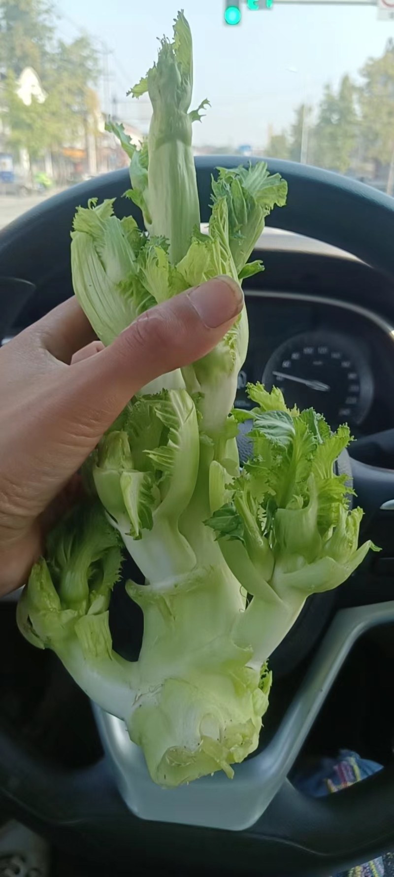 儿菜上市