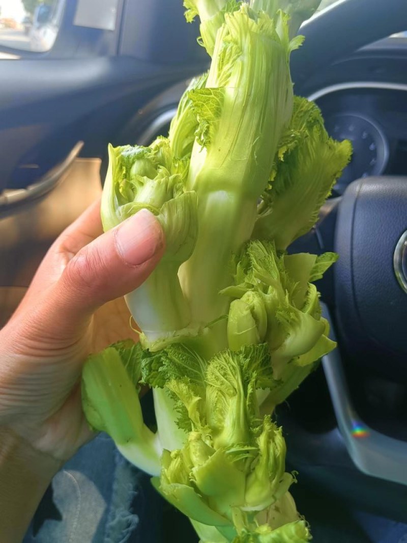 儿菜上市