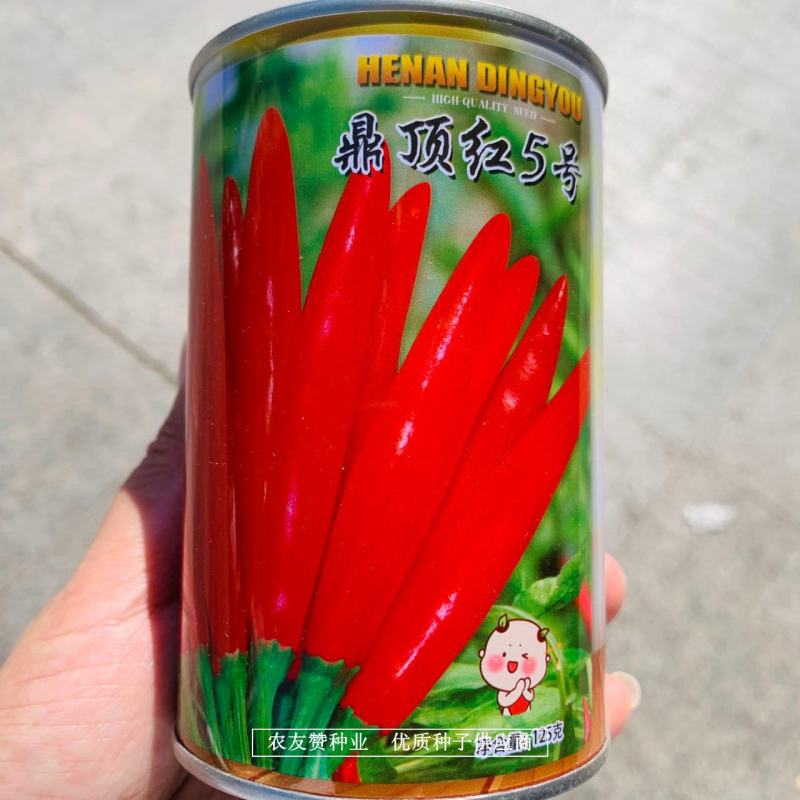 鼎优早熟簇生朝天椒种子鼎顶红5号高辣抗病朝天辣椒种子