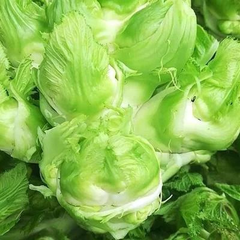 安徽砀山精品儿菜大量现货、清香、甘甜而不带苦味