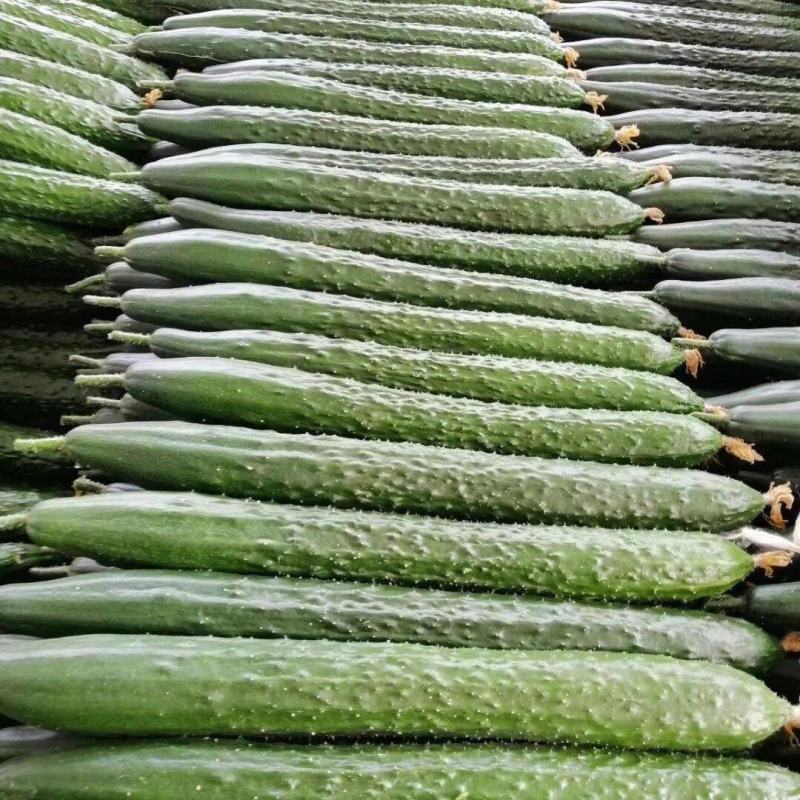 安徽精品黄瓜大量货、皮涩涩的，去皮之后，甘甜、爽口，清香