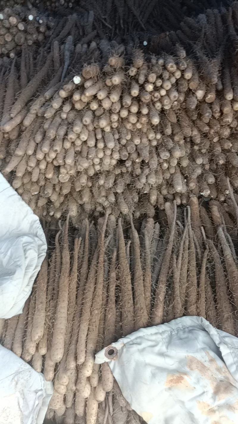 精品麻山药！双棒山药，可供市场，电商，社区团购！各类价格