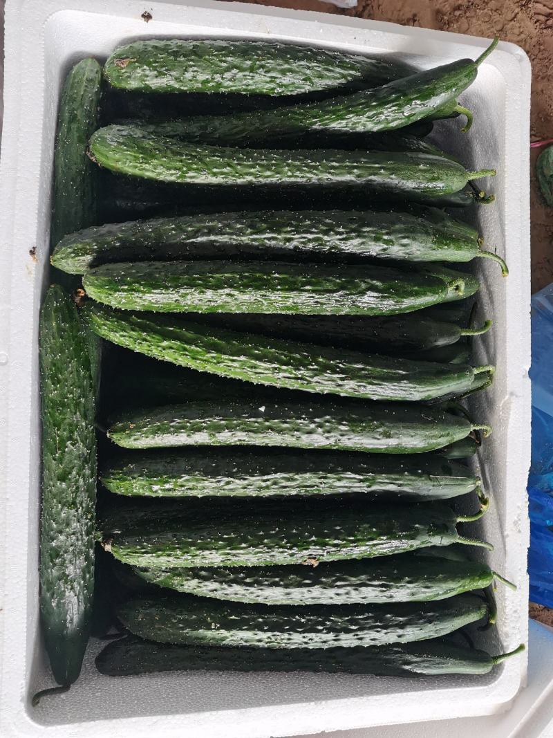 安徽精品黄瓜大量货、皮涩涩的，去皮之后，甘甜、爽口，清香