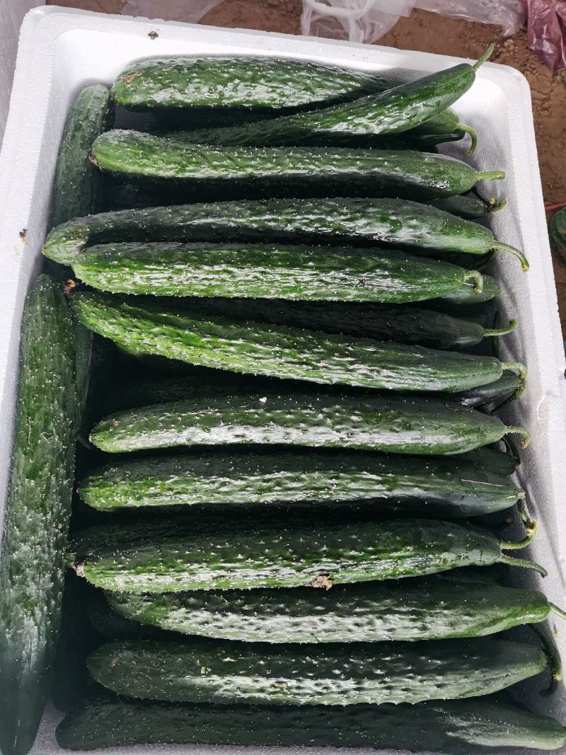 安徽精品黄瓜大量货、皮涩涩的，去皮之后，甘甜、爽口，清香