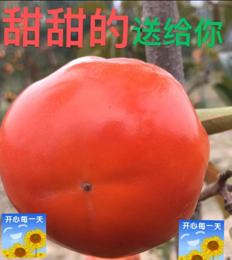 山西运城临猗主产阳丰甜柿色泽黄红自然成熟脆甜可口收到即食