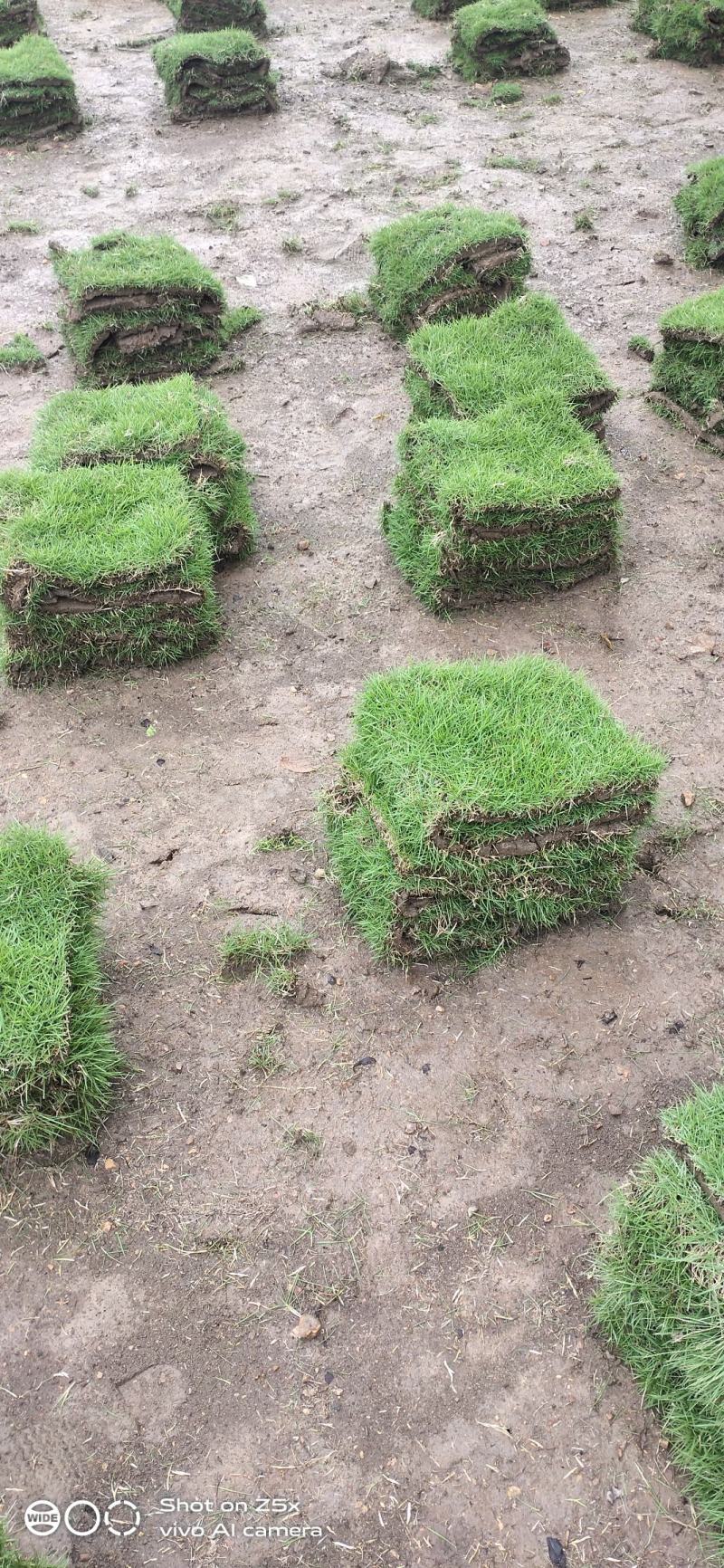 绿化草皮