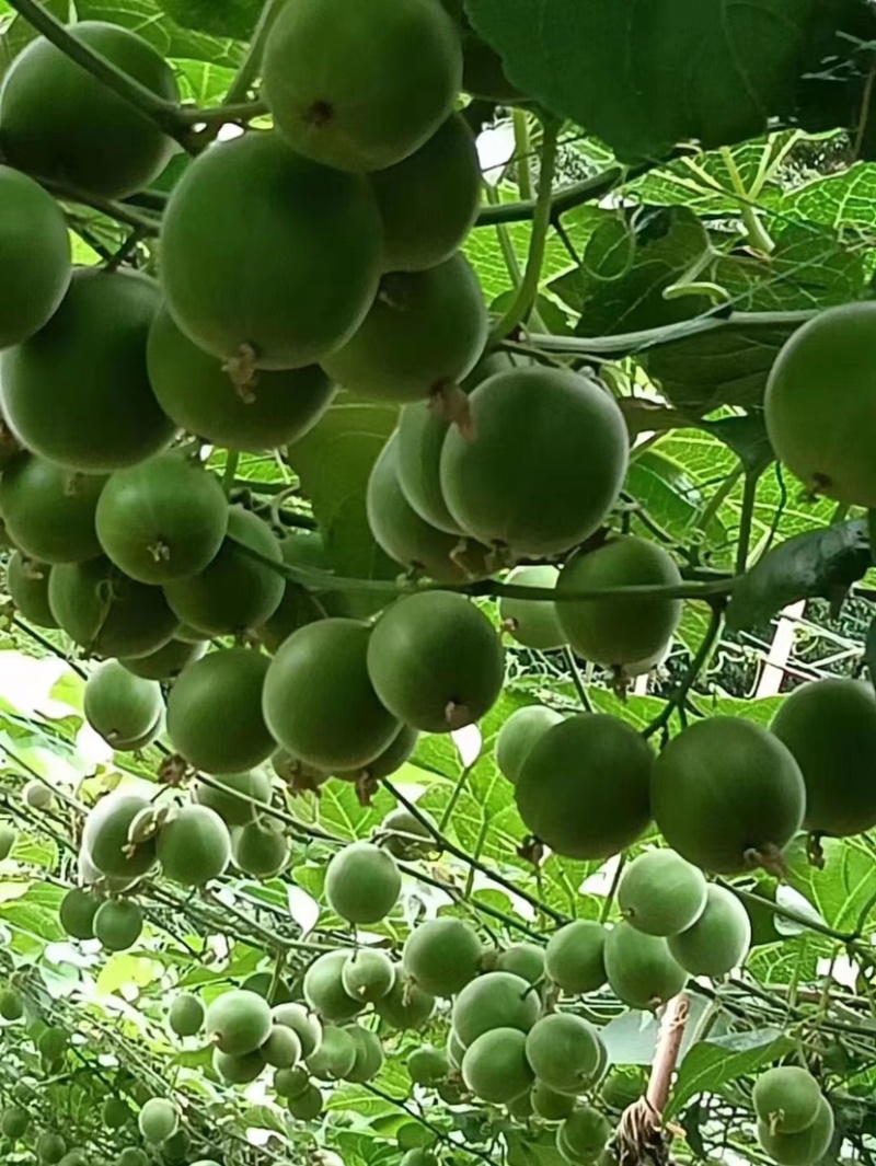 罗汉果果籽果渣渣干粉