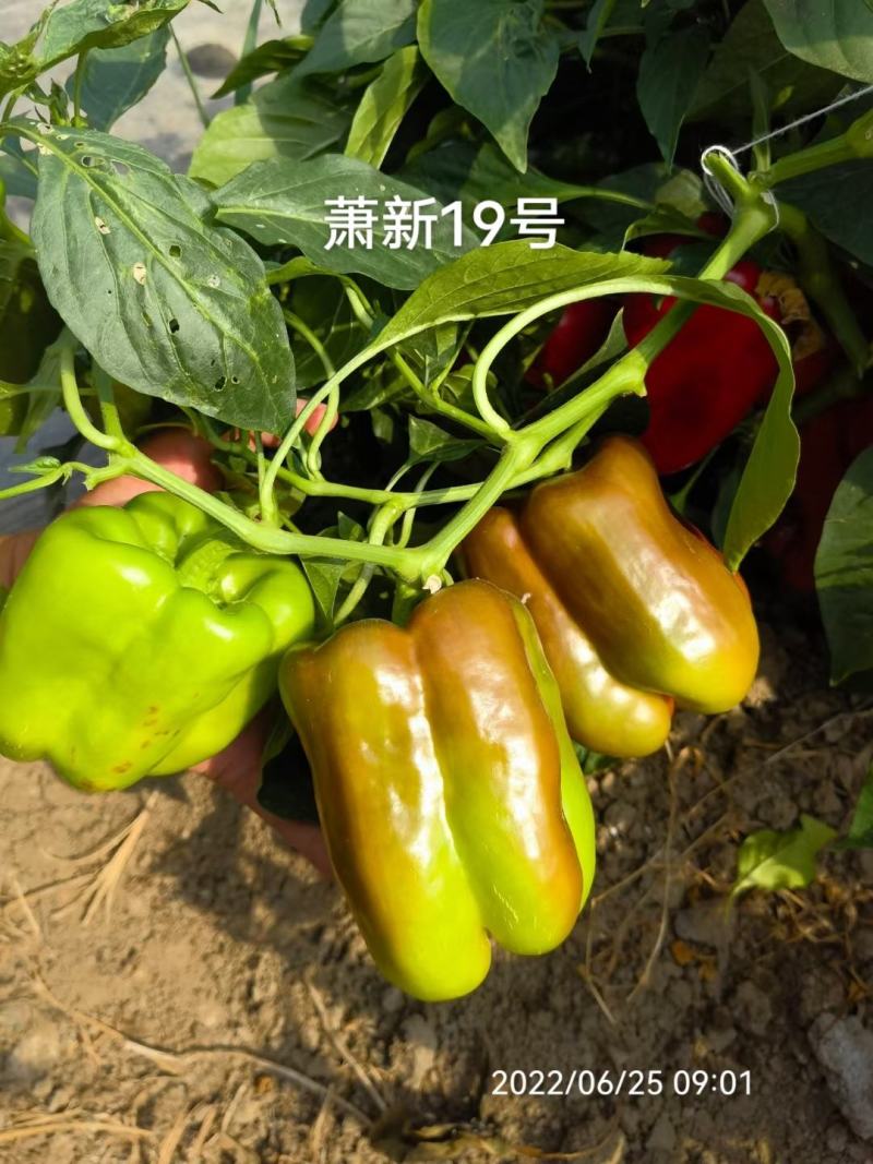 萧新19号甜椒种子改良型果大长方灯笼形味甘甜早熟菜椒种籽