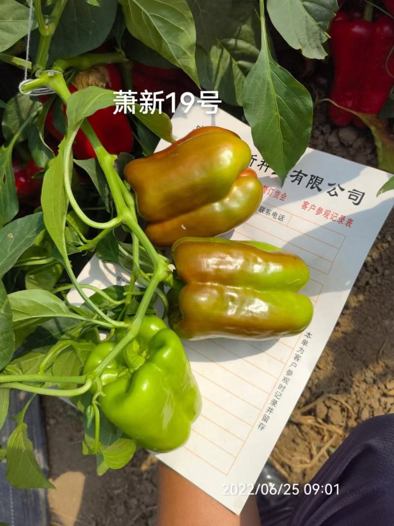 萧新19号甜椒种子改良型果大长方灯笼形味甘甜早熟菜椒种籽