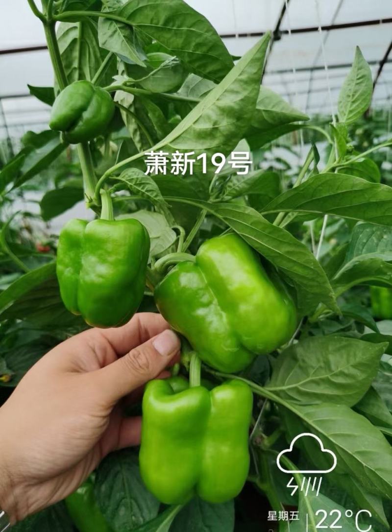 萧新19号甜椒种子改良型果大长方灯笼形味甘甜早熟菜椒种籽