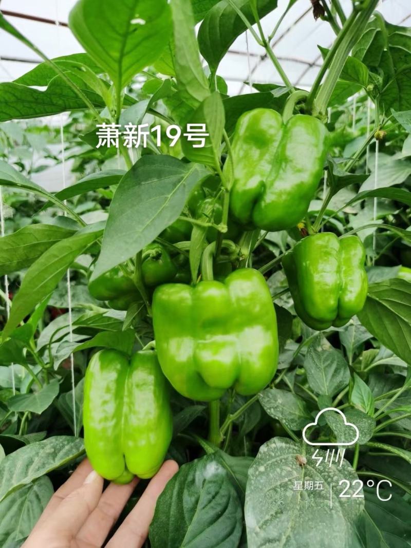 萧新19号甜椒种子改良型果大长方灯笼形味甘甜早熟菜椒种籽