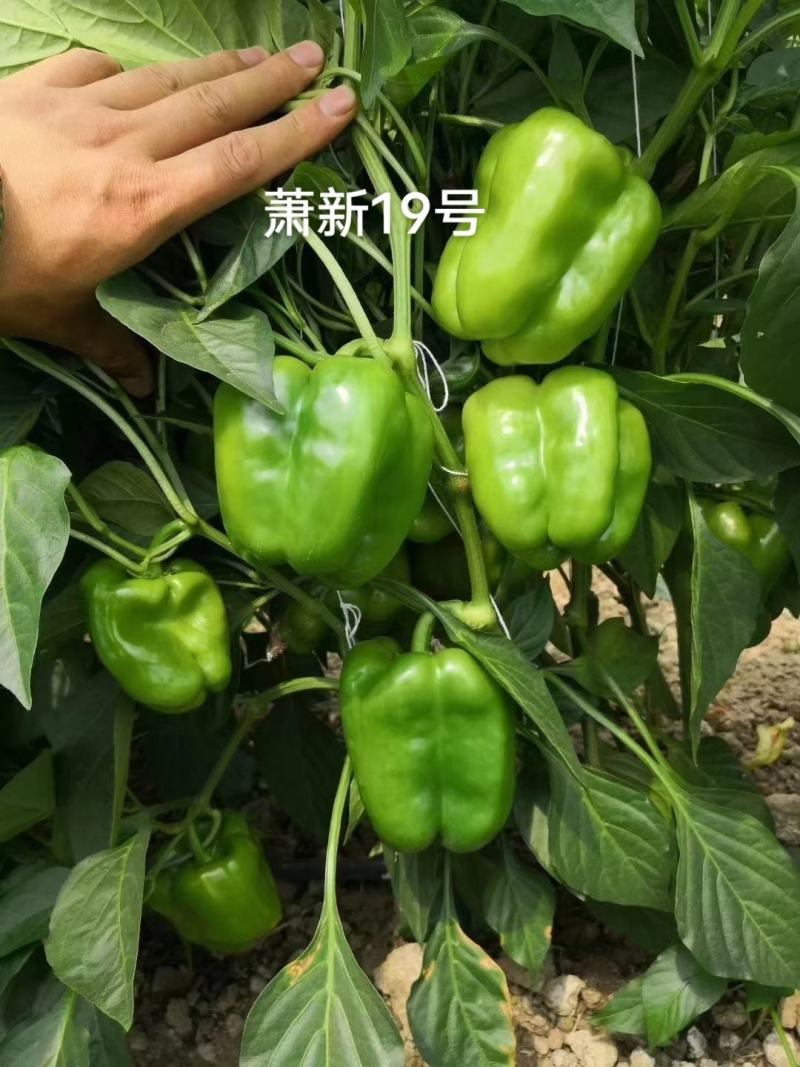 萧新19号甜椒种子改良型果大长方灯笼形味甘甜早熟菜椒种籽