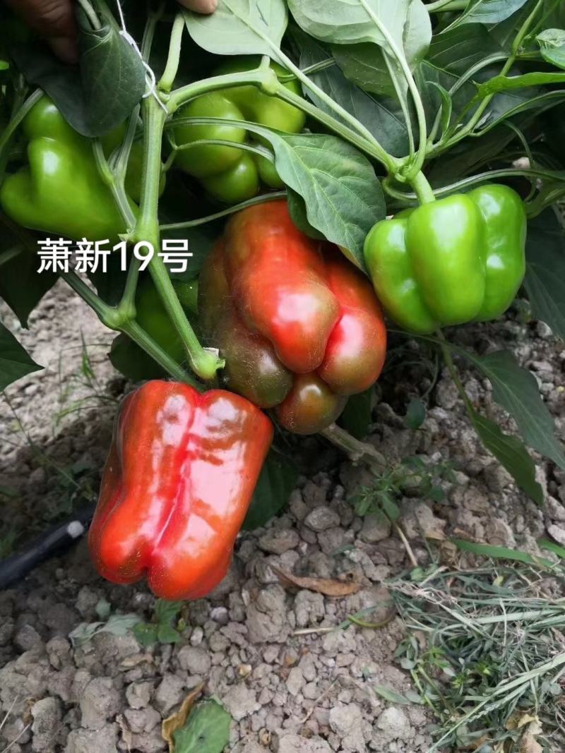 萧新19号甜椒种子改良型果大长方灯笼形味甘甜早熟菜椒种籽