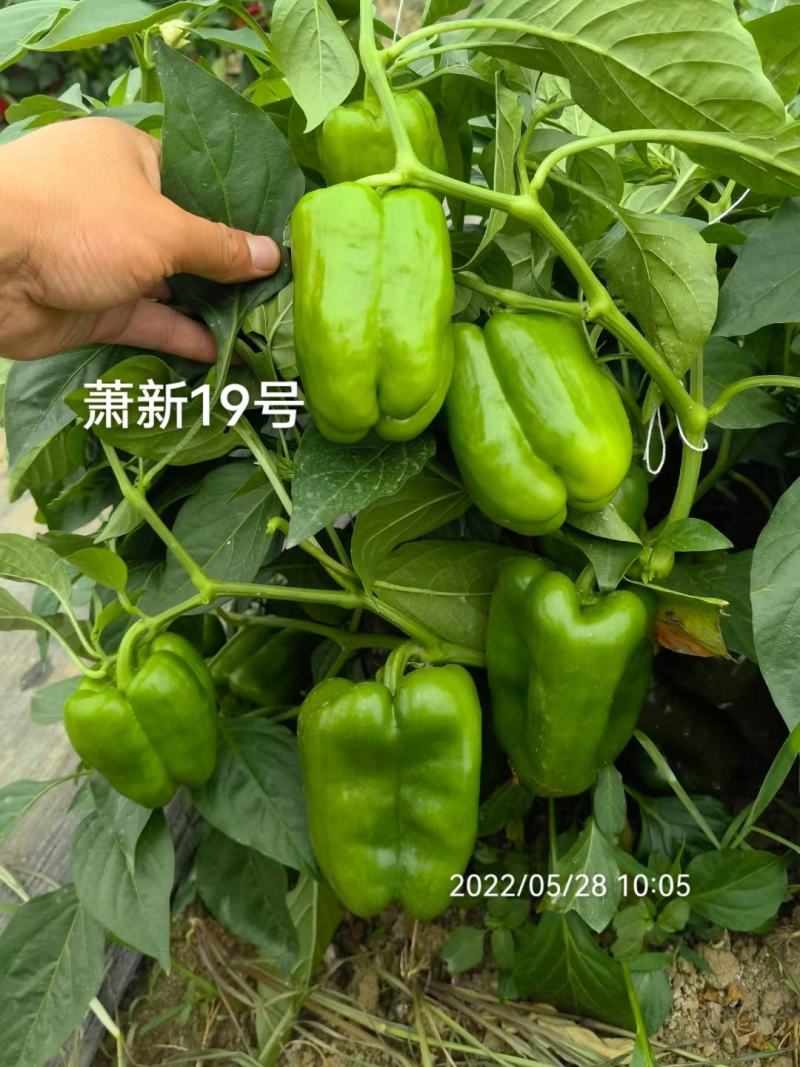 萧新19号甜椒种子改良型果大长方灯笼形味甘甜早熟菜椒种籽