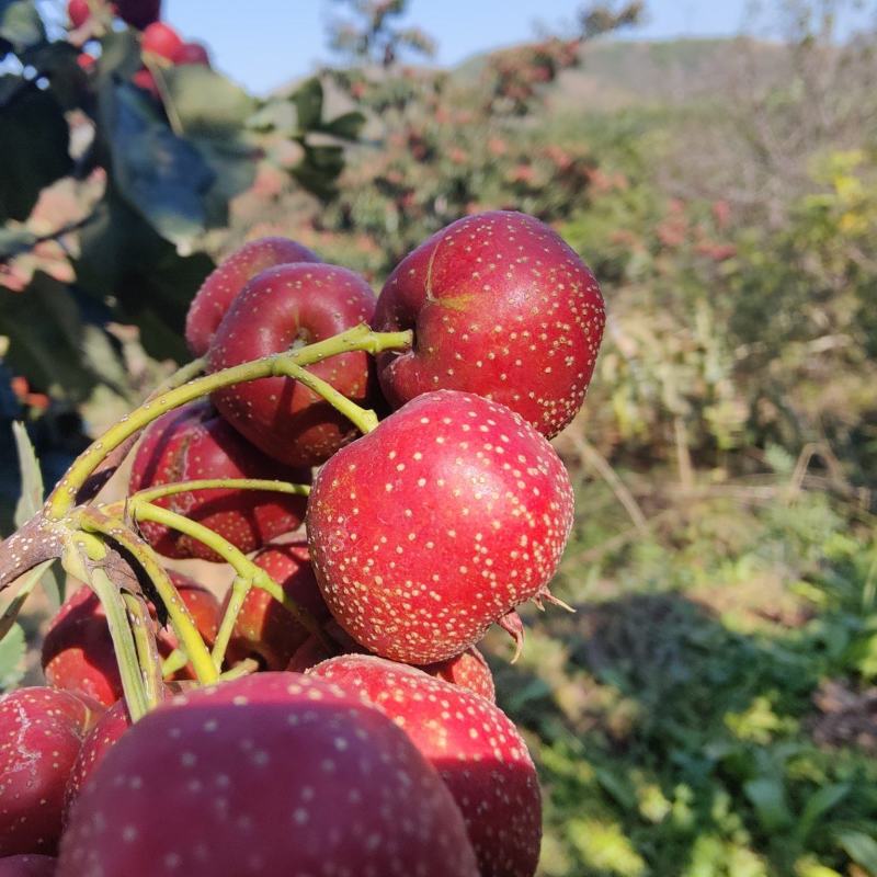 河北铁山楂，秋果，大量上市，口感酸甜，品质保证，价格公道