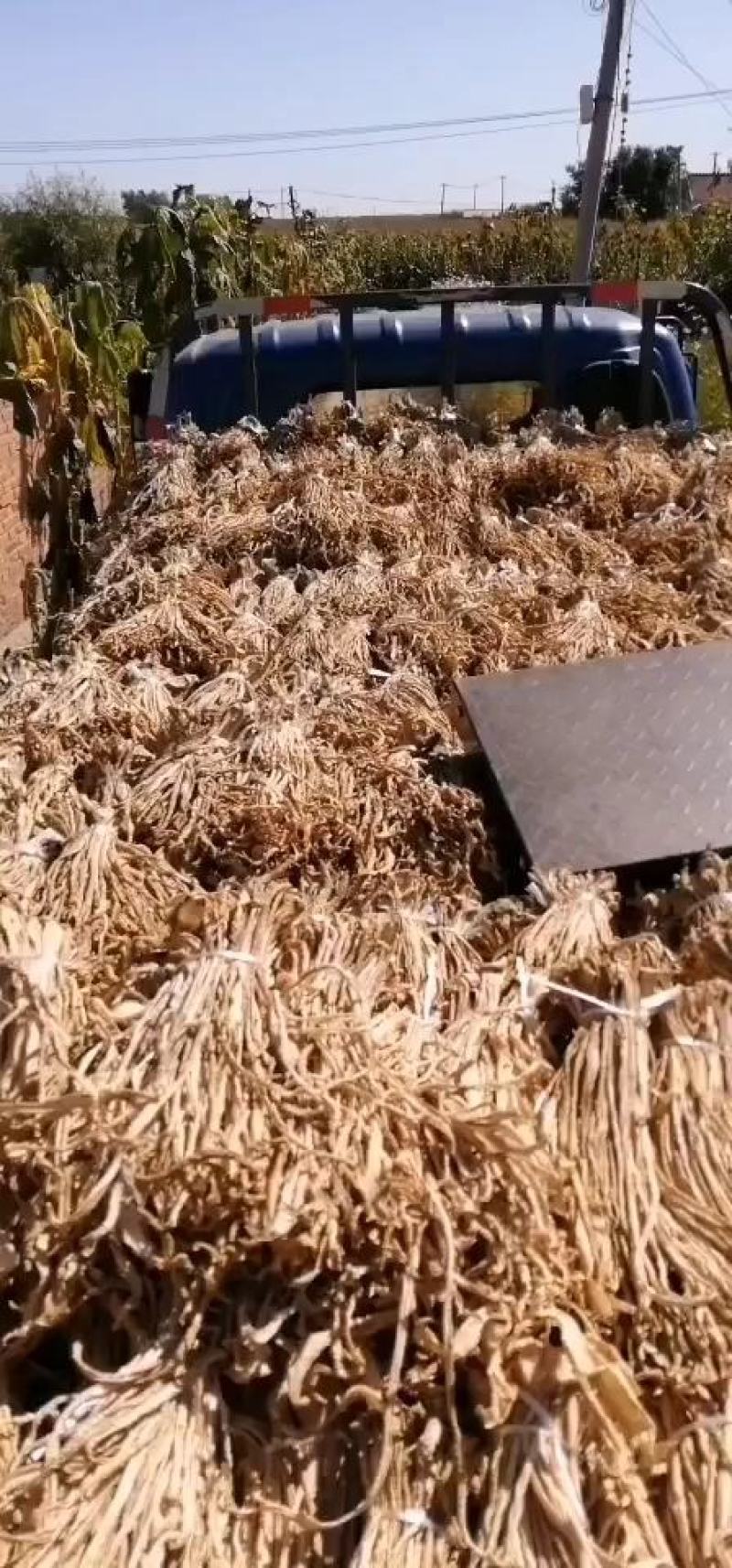 吉林省长岭县白萝卜，萝卜干基地大量上市，欢迎前来考察