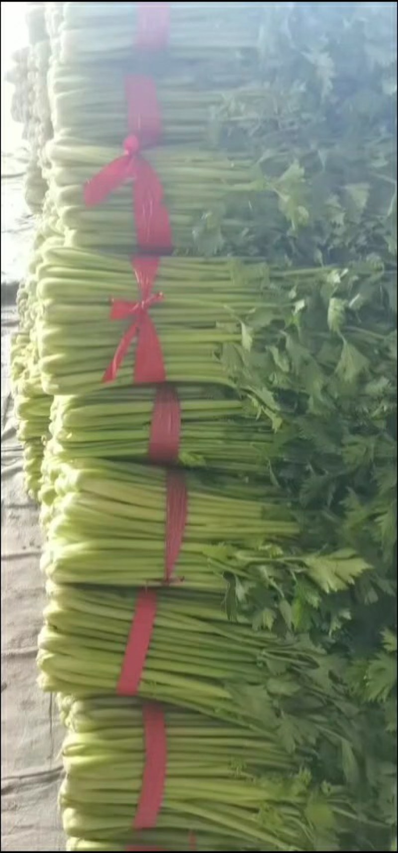 皇后西芹50cm以上，质量好，价格底，代收，代发全国。