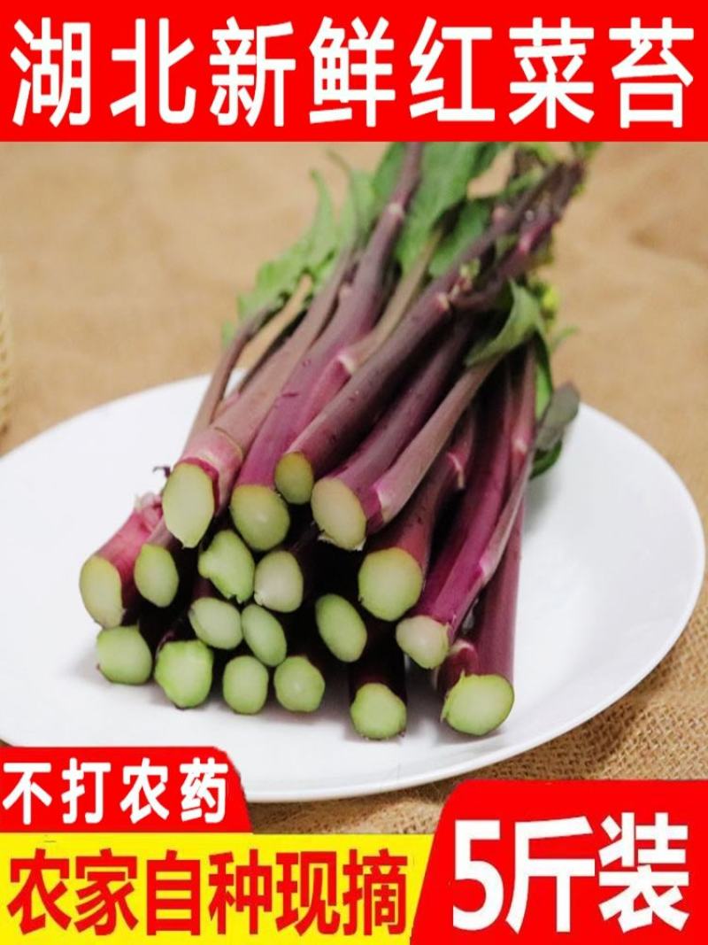湖北新鲜红菜苔已经上市。欢迎新老客户前来选购