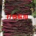 湖北新鲜红菜苔已经上市。欢迎新老客户前来选购