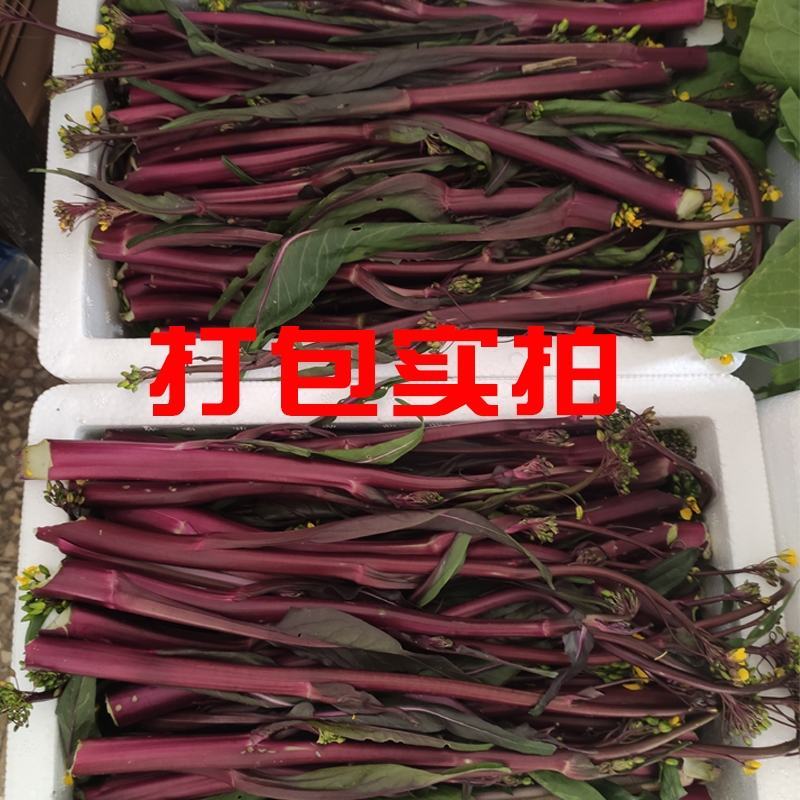 湖北新鲜红菜苔已经上市。欢迎新老客户前来选购