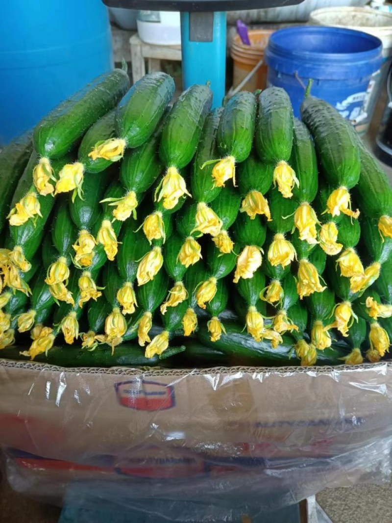 油皮小黄瓜