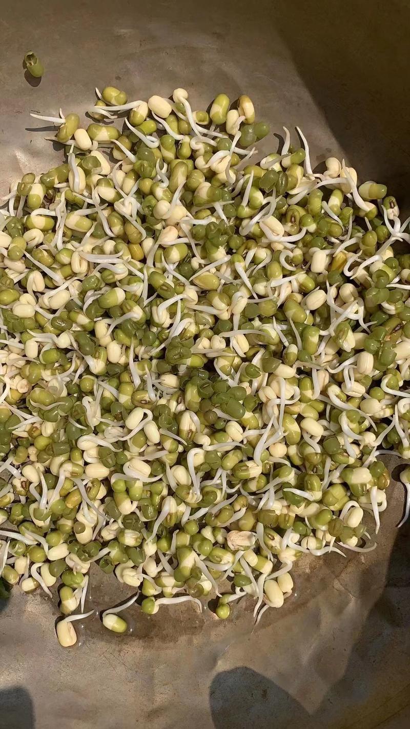 绿豆、芽豆、中颗粒3.6-4.0（产地：马达）