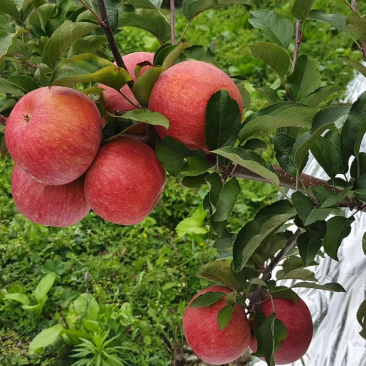 阿坝州茂县糖心苹果