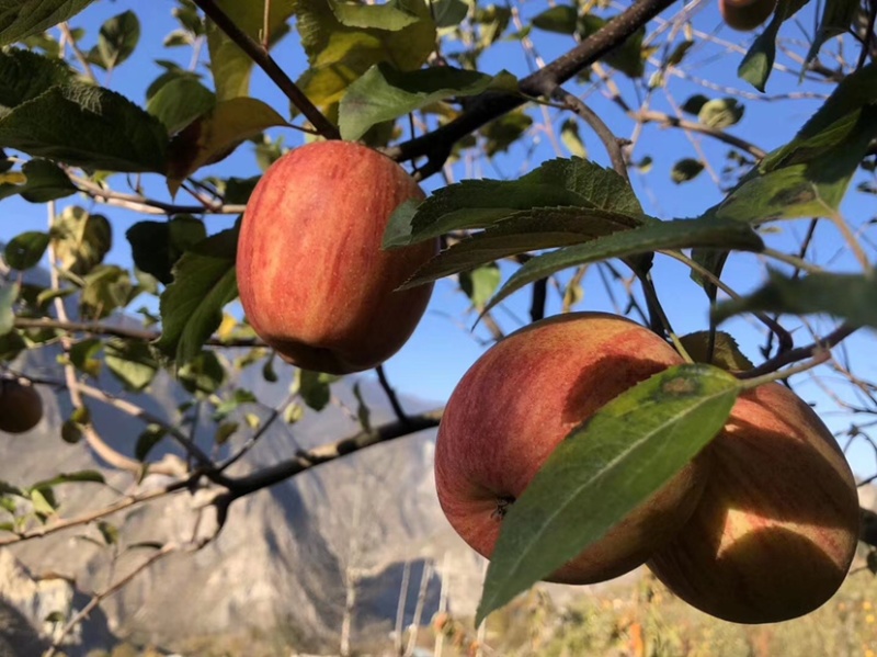 阿坝州茂县糖心苹果