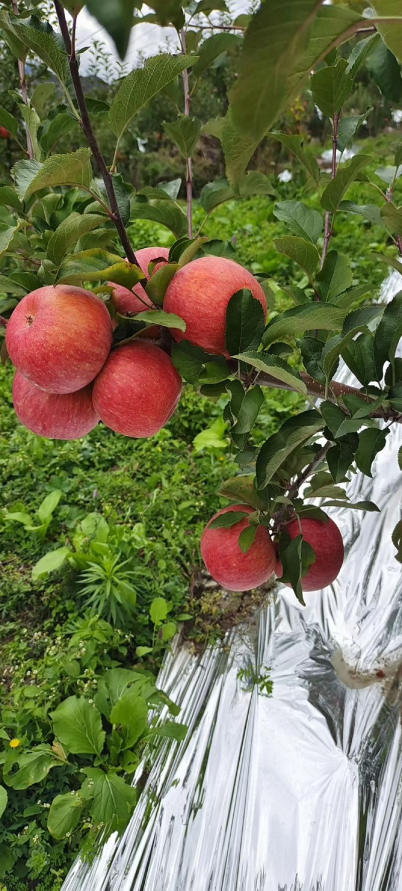 阿坝州茂县糖心苹果