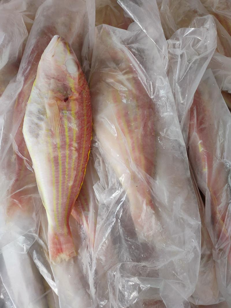 金丝鱼/金丝鱼红杉鱼红三鱼大众消费常吃海鱼