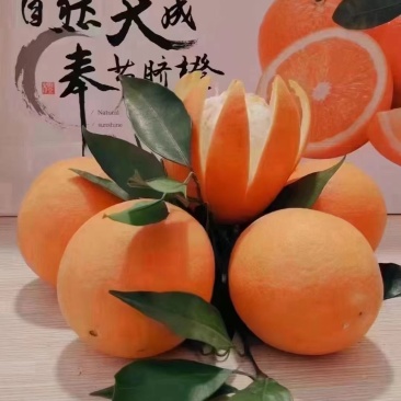 奉节脐橙