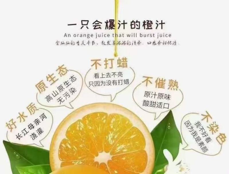 奉节脐橙
