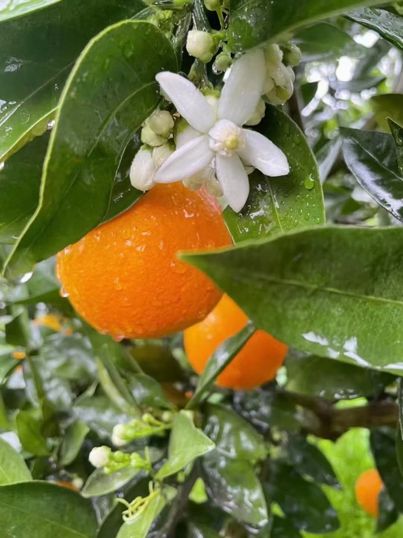 奉节脐橙